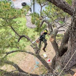 Monkey's Tree Service