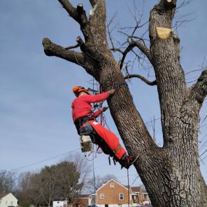 Dead or Alive Tree Service