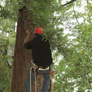 Merlin Arborist Group