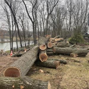 Leafy Heights Tree Guys