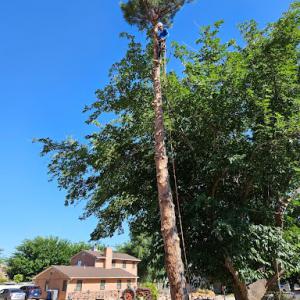 Master Arbor Tree Service