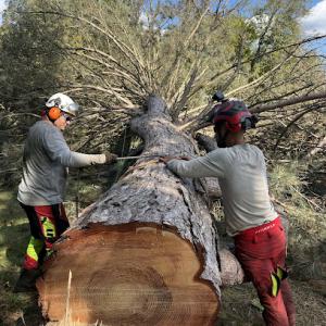 Dungrove Tree Service
