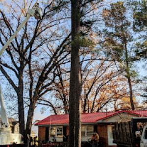 Robertson Tree Company