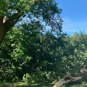 Philip's Tree & Stump Removal