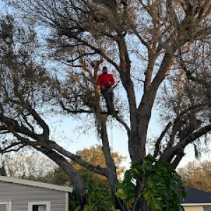 Country brothers tree service