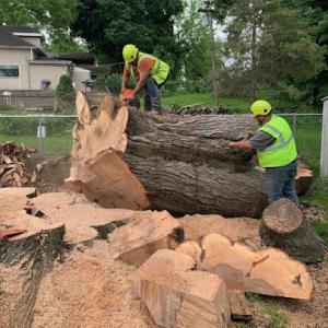 Tree Service - Residential Tree Work