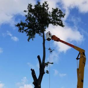 Perdue Tree Removal