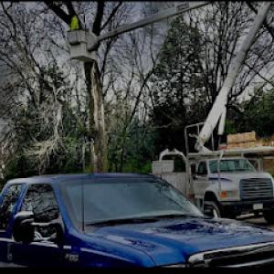 Branch Brothers Tree