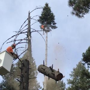 Sam's Tree & Landscape