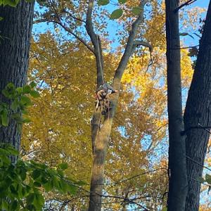 Brewer Landscaping & Tree Services