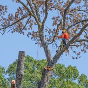 Earnest Tree Service