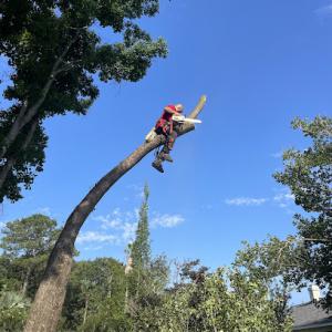 Tree Monkey Tree Trimming