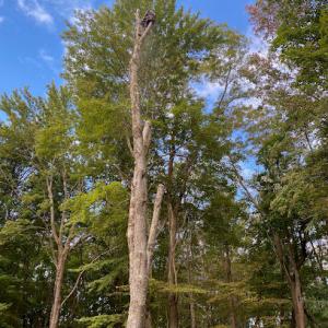 D’s Tree Removal & More