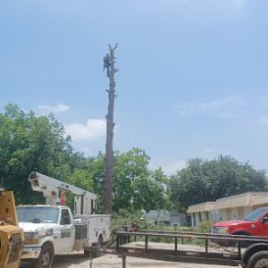 Angel Gabe's Tree Trim Services