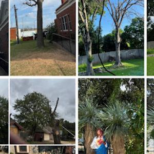 Gomez Tree Solutions-Complete tree removal Affordable Prices.