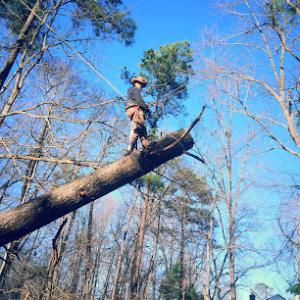 Cary Tree Removal