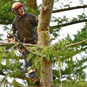 B&B Lawn-N-Tree Service - Tree Removal, Cutting & Stump Removal