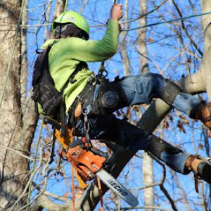 Dan's Tree Service
