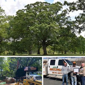 Maximum Tree Service & Landscaping