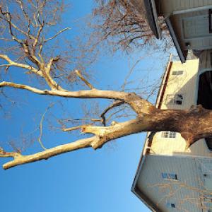 J&D Tree Services & Landscaping