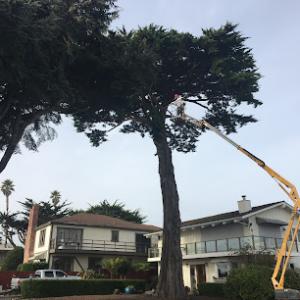 Trout Gulch Tree Service & Property Maintenance