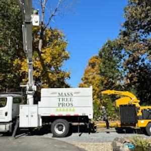 Mass Tree Pros