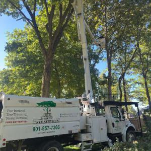 J&J Ferrer Tree Services