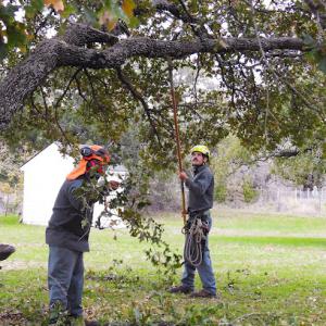 J Davis Tree Care Solutions
