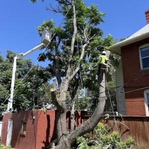 Ismael's Tree Service
