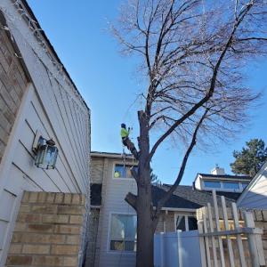 Limb Walkers Tree Service