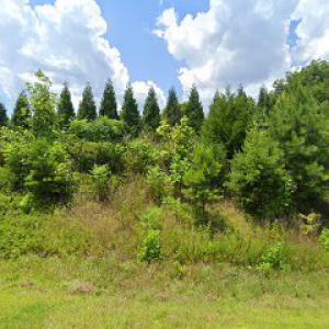 Rich’s Tree Service