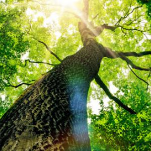 Reliable Tree Service