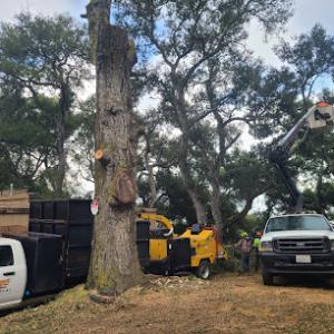 CalWest Tree Service