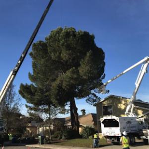 A & T Arborists is now 4G Tree