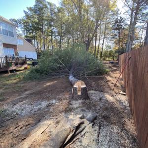 Branching Out Tree Service