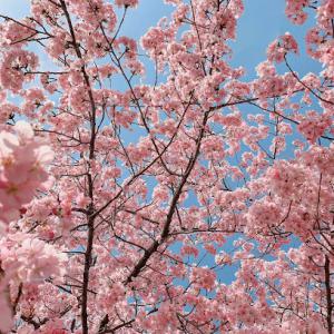 Chavez Tree Services