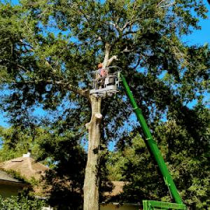 William Davis Tree Service