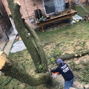 Mo´s Tree Services
