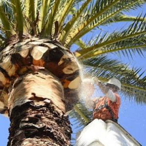 True Guardian Tree Services