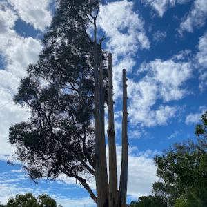 Jonathan tree Services