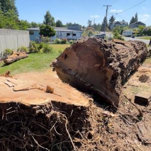 The New Northern Tree Services