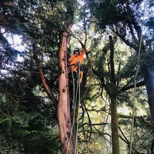 The Brothers Tree Service