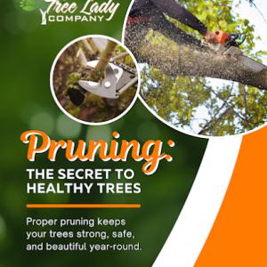 The Tree Lady Company