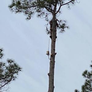 Lakeland Tree Service