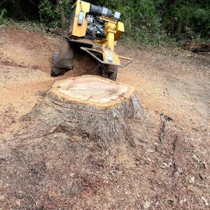 Brandon Stump Grinding