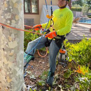 Al's Tree Service & Landscapes