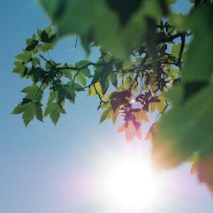 Leaf Life Tree Service
