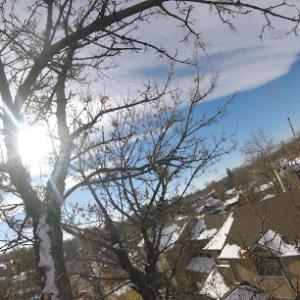 Great Cedar Tree Service