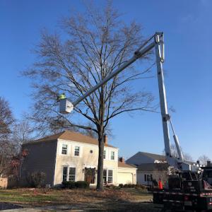 Royal Oaks Tree Care