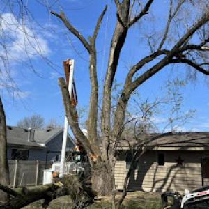 Mr Nice Guy Tree Service